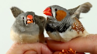 Zebra finches are hardy birds but a warming climate will affect even them.