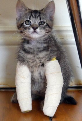 The kittens are still able to move around freely with their casts on.