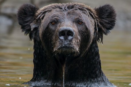 A grizzly bear safari is not like any other safari