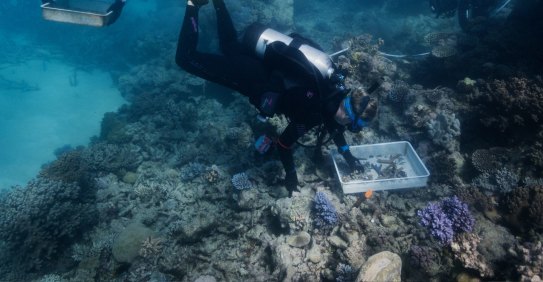 Great Barrier Reef Foundation is working with the University of Technology Sydney and five local tourism operators to plant 100,000 healthy corals on reefs in the Cairns and Port Douglas region.

The corals, grown in underwater nurseries from salvaged broken fragments, are being attached using CoralclipÂ® â an innovative device that fast-tracks coral restoration.
Â 
The clips join the corals to the Reef to rehabilitate damaged areas and boost the resilience of healthy areas without the need for chemical bonding agents. It is faster and cheaper than traditional methods and has contributed to an impressive planted coral survival rate of 85%. This was invented by John Edmondson - who co owns Wavelength, one of the tourism operators involved.

We travelled onboard the Wavelength and visited the sites theyâre helping to habilitate.

Photographed Wednesday 2nd June 2021. Photograph by James Brickwood. SMH NEWS 210602
