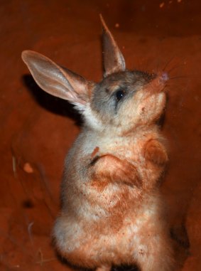 Even 100 years ago the bilby was rare.