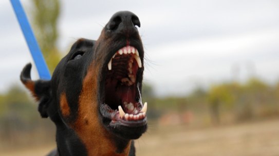 Animal noise complaints, including barking dogs, topped the list as the most common noise complaint.