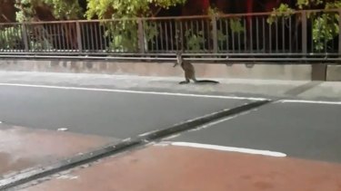  The wallaby exited onto the Cahill Expressway and turned down Macquarie Street.