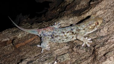 Geckolepis megalepis, newly discovered in Madagascar, has the largest scales of any fish-scale gecko. 