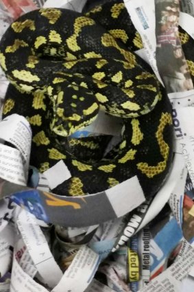 A snake named Bread was confiscated from a man on a train at Woy Woy. It was later identified as a native jungle python. 