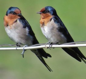 Welcome swallows.