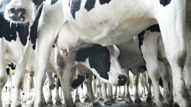 Annual milk production in Australia has doubled to 9.3 million litres in 30 years despite a steady dairy cow population.