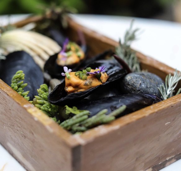 Blue mussels and beach mustard.