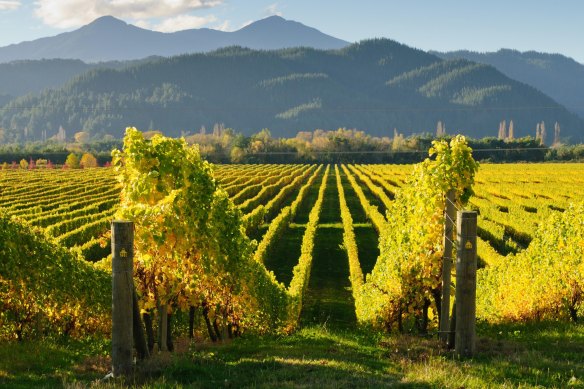 New Zealand's Marlborough district produces outrageously pungent sauvignon blanc. 