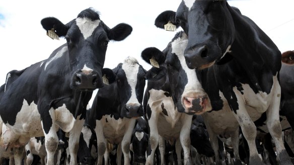 Smelly cows: Livestock account for up to 18 per cent of human-induced greenhouse gas emissions worldwide.