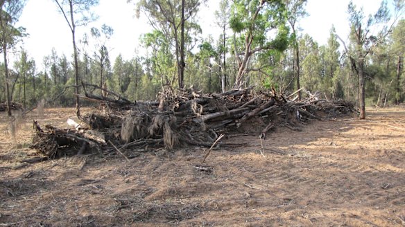 Illegal clearing near Baradine in north-west NSW.