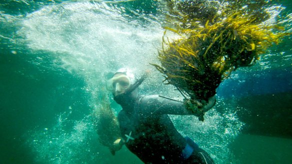 Researchers want to replant crayweed from Palm Beach to Cronulla.
