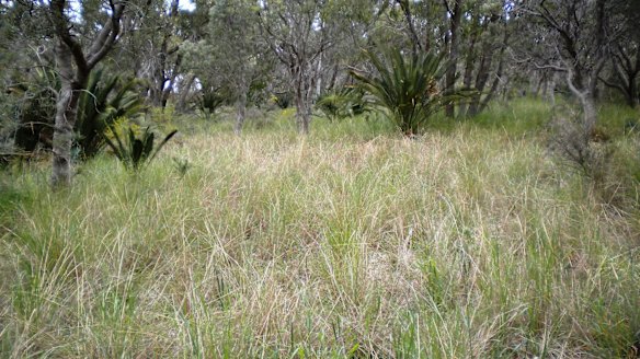 Kings Park to undergo controlled burns for research