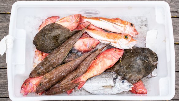 Flounder, tiger flathead, latchet and red mullet caught for Apollo Bay locals by Russell Frost.