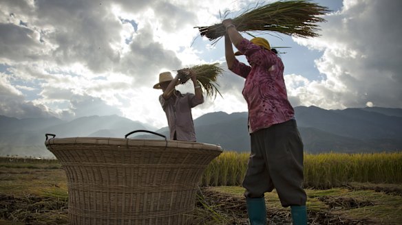 Chinese paying high prices for foreign rice after contamination fears
