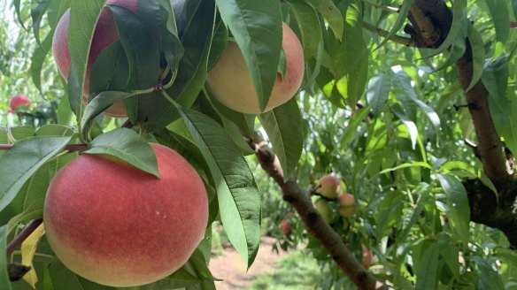 The trees are ripe for the picking at Glenbernie Orchard. 