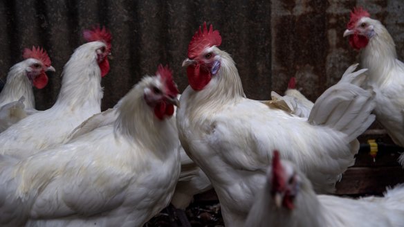 Bresse chickens at Tathra Place Free Range family-run farm.