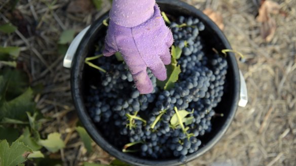 Harvested shiraz grapes at Henschke's Hill of Grace vineyard in Eden Valley, South Australia.