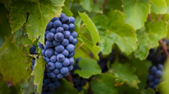 Quietly confident: More Australian grape growers are growing gamay, confident in its suitability for our climate.