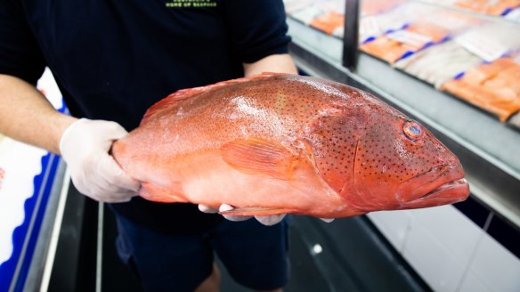 Coral trout at Sydney Fish Market on Friday.