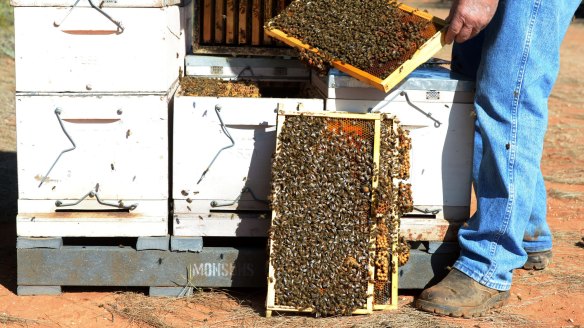 A beekeeper inspects a frame from a honey super at a beehive.