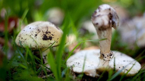 Death cap mushrooms, often found near oak trees, are easily mistaken for edible mushrooms.