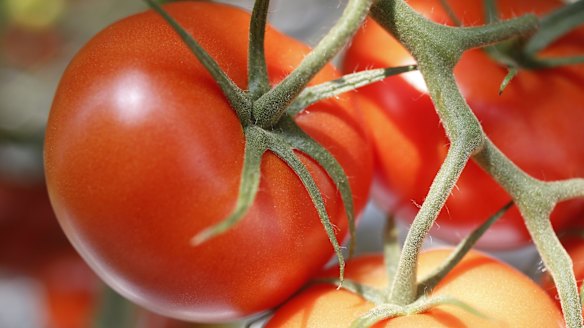 The government's 32.5 cent rate tax that will apply to backpackers could put a dent on regional jobs.