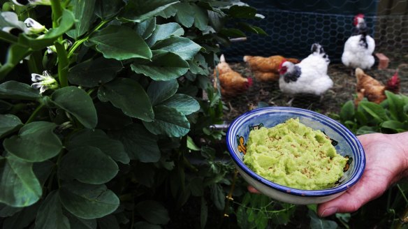 Edwin and Sharon Ride's broad bean hummus and their chickens.