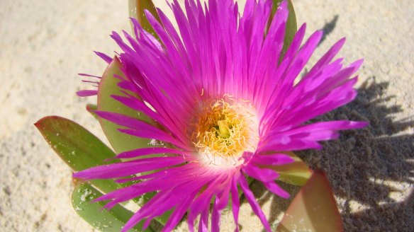 Both the leaves and flowers of pig face are edible.