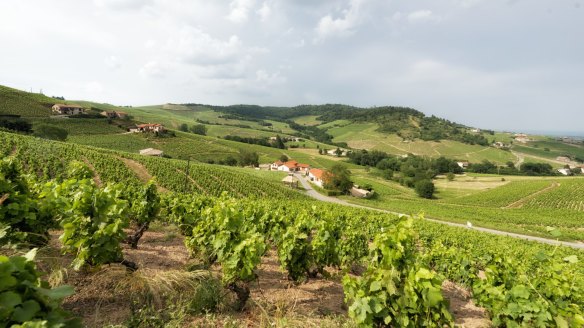 French appellation Beaujolais is the most famous spot for gamay.