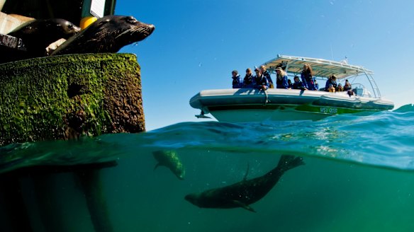 Seals at Mud Island inspect some curious visitors.