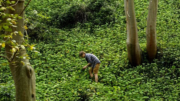 Chef Matt Stone foraging for native ingredients in a Sydney park.