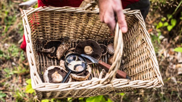 In their crusade to fill a basket, Australian foragers may harvest mushrooms carrying bacteria that can cause food poisoning.