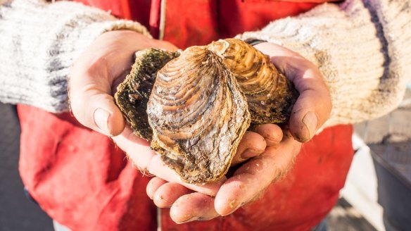Angasi oysters are salty, meaty and taste of the environment in which they're grown