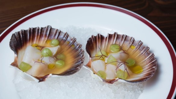 Scallops with shiso.