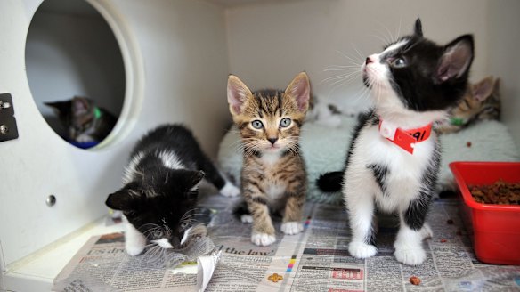RSPCA sends kittens packing to pet stores after cat surplus