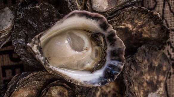 The prized harvest - Wapengo rock oysters. 