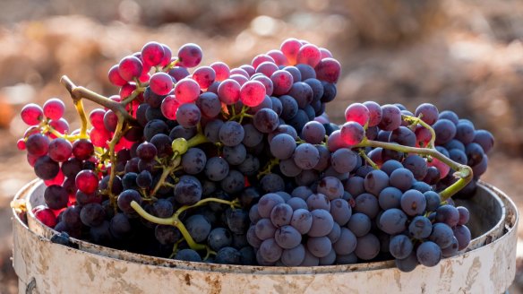 Harvested red grenache grapes during vintage.