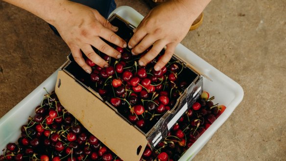 "Best in years." Cherry packing at Hill-Lock Orchard.