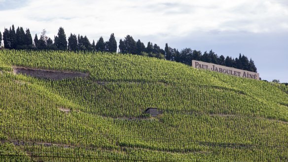 Marsanne wine country in the Rhone valley, France.