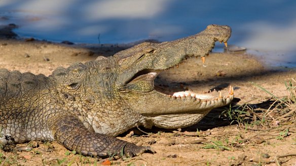 Bob Katter's crocodile concerns featured in Parliament on Monday.