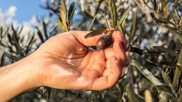 Roadside olive foraging in Alphington.