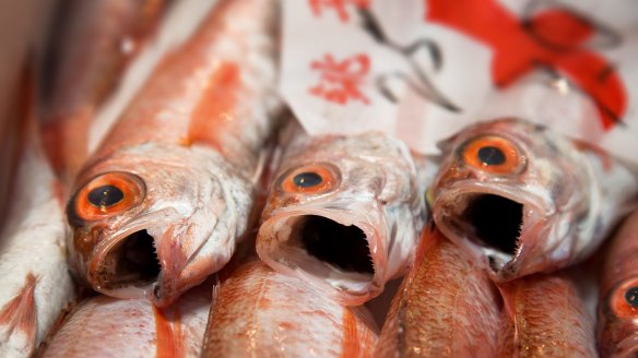 Fresh fish for sale at the Tsukiji fish market. 