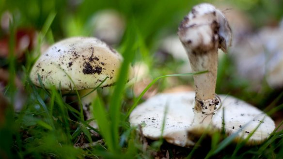Death cap mushrooms are often found near oak trees in the wild. One of these ingested can be deadly.