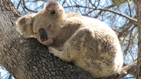 Koalas are among the many species facing habitat loss as the NSW government prepares new land-clearing codes. 