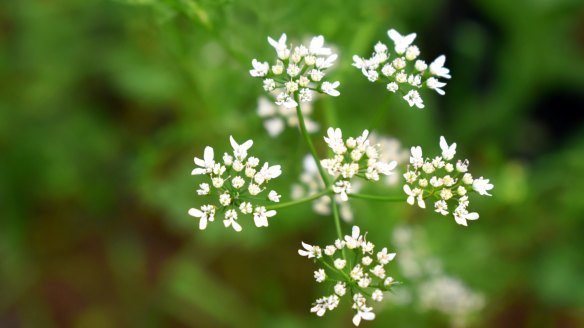 All parts of the coriander plant are edible, including the flowers.