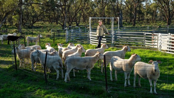 Bill Williams has tapped into the increasing demand for older meat, processing his five-year-old ewes that are no longer fertile.