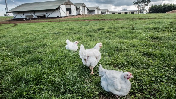 Rob Nichols farms truly free-range and ethically grown chickens in Sassafras, Tasmania.