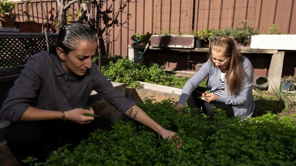 Sharon and Violet Salloum harvest parsley for tabouli.