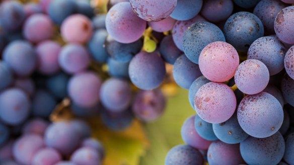 Victoria has become the home of pinot noir in Australia.